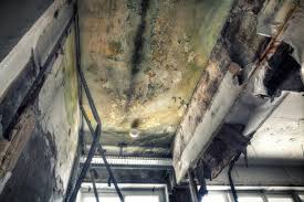 Best Basement Mold Removal  in Lake Geneva, WI